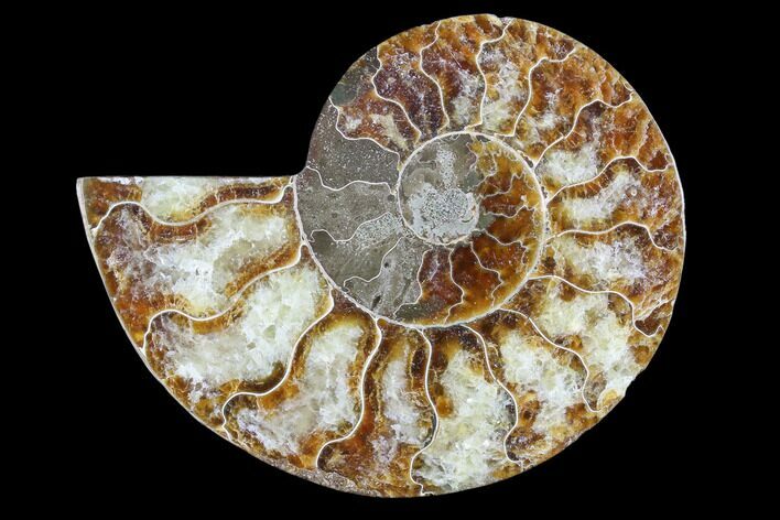 Agatized Ammonite Fossil (Half) - Madagascar #88246